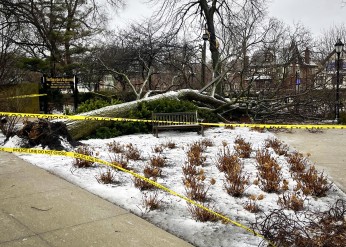 fallen tree