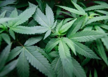 Cannabis and sleep quality