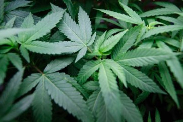 Cannabis and sleep quality