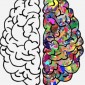 Brain