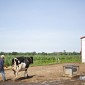 A Wisconsin dairy farm