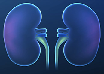 kidneys