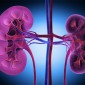 lungs