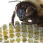 A bee sits on a flower