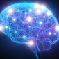The human brain