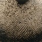 'Sunflower in Seed,' Edward Steichen