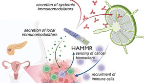 A figure illustrating how a “closed-loop” implant, which will be used to treat recurrent ovarian cancer. Credit: Veiseh Lab/Rice University