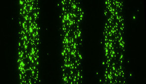 Extracellular vesicles bound to a surface to make 10-micron-wide trails.