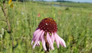 In most years, a coneflower plant produces zero flowering heads or one head. Individual plants live for many years. Credit: Stuart Wagenius