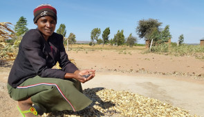 A mentor farmer shows off some of her legume harvest. Singida Nutrition and Agroecology Project promoted sustainable farming to improve child's diet and household food security. Photo credit: Marianne V. Santoso
