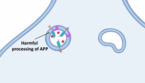 Animation shows what happens inside a neuron during the synaptic vesicle cycle and how administering levetiracetam enables APP to remain on the cell’s surface longer, diverting it away from the pathway that produces toxic amyloid‑beta 42 proteins. (Credit: Nalini Rao, Northwestern University)