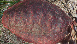 Cryptochiton stelleri in the wild. Credit: Jerry Kirkhart