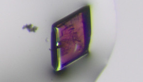 Optical microscope image of a representative crystal that possesses centrosymmetry, yet shows differential absorption of circularly polarized light. The crystal is made of lithium, cobalt, selenium and oxygen, with the cobalt giving rise to the crystal's purple color. Credit: Kendall Kamp/Northwestern University