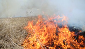 A fire consumes dead vegetation. Long-lived perennial plants sprout each spring from roots. The prairie flourishes. Credit: The Nature Conservancy