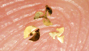 Close-up of microfliers on a finger tip