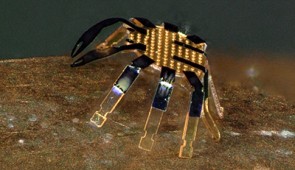 Close-up image of half-millimeter-size robot.