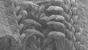 Scanning electron microscope image of the anterior end of the radula with mature teeth. Credit: Northwestern University