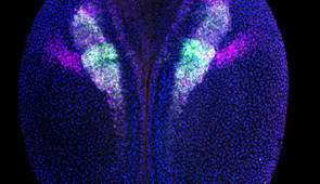 An embryo of a frog with highlighted cells emerging to form body structures unique to all vertebrate species. Credit C. LaBonne