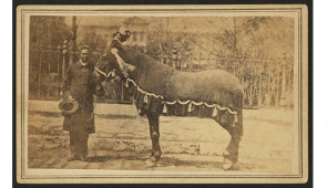 Henry Brown leading Lincoln’s family horse “Old Bob” at Abraham Lincoln’s funeral, 1865. Library of Congress.
