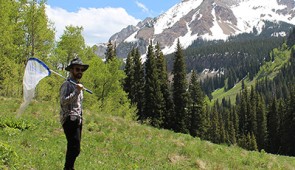 Justin Bain, the study's lead author, looking for wild bumble bees at a field site in the Colorado Rockies. Credit: Paul CaraDonna