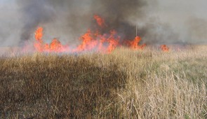 A prescribed fire sweeps across a prairie preserve. Credit: The Nature Conservancy