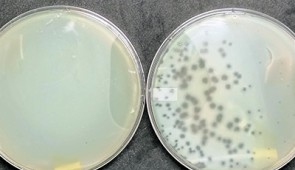The dish on the left shows an unsuccessful phage reboot. No phages are present, so the bacteria Pseudomonas aeruginosa (one of the five most deadly human pathogens) experience unimpeded growth. The dish on the right, however, shows bacteria infected with the phage.