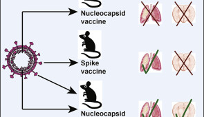 A graphic illustrates how each version of vaccine (nucleocapsid vaccine, spike vaccine, or combination) protected against SARS-CoV-2 infection in the lungs or brain of mice in the study. 