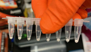 Tubes hold freeze-dried reactions from Jewett's laboratory