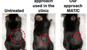 Cancerous mice treated with typical cell therapies may receive more variable results compared to the robust response they receive following MATIC treatment.