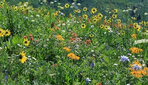 A meadow near the field site with many different flowering plants, illustrating an example of a nutritional landscape for wild bees. Credit: Jane Ogilvie