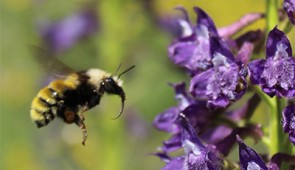 A wild bumble bee (Bombus appositus) visiting a flower (Delphinium barbeyi) — both species were included in the study. Credit: Paul CaraDonna
