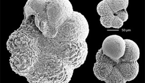 microscopy images of tiny fossils