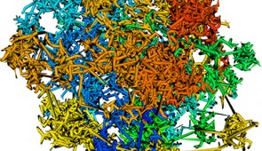 This predicted 3D structure of chromatin is an assembly of tree domains with nested branches. The chromatin packing is heterogeneous in space with significant porosity, consistent with experimental observations.