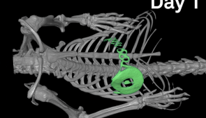 A microCT scan of a small animal model shows how the transient pacemaker dissolves over time.