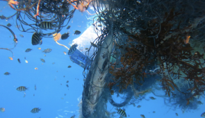 Marine animals entangled in a ghost net within the Maldives. Credit: Olive Ridley Project