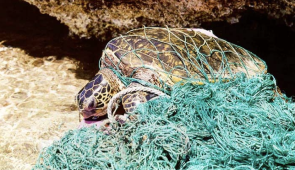 A sea turtle entangled in a ghost net. Credit: NOAA