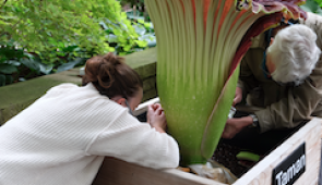 Olivia Murrell (left) samples pollen from a corpse flower.