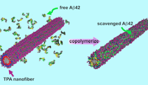 An artistic illustration showing how a peptide amphiphile nanofiber containing trehalose (TPA) traps disease-causing proteins (Aβ42) before they can enter neurons. Credit: Mark Seniw/Center for Regenerative Nanomedicine, Northwestern University
