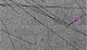 Cryo-EM image of fibrils