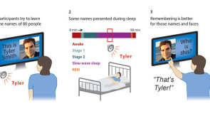 The three main stages of the experiment of Whitmore et al. (2022). First, participants learned 80 face-name associations. Next, they slept while EEG was monitored to determine sleep stage, and 20 of the spoken names were presented softly over background music during slow-wave sleep. Finally, memory testing showed superior memory due to memory reactivation during sleep, but only when sleep was undisturbed by sound presentations.