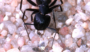 Microfliers shown next to a carpenter ant for scale