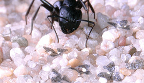 Microfliers shown next to a carpenter ant for scale