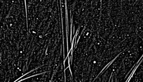 Close-up of a cluster of magnetic filaments, resembling a harp with broken strings.