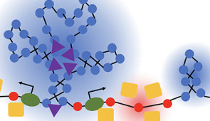 Northwestern University researchers have discovered how chromatin folds at the single-cell level. They found that it folds into a variety of tree-like domains spaced along a chromatin backbone.