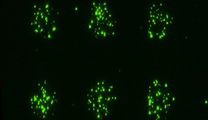 Microscopic extracellular vesicles bound to a surface in the shape of circles.