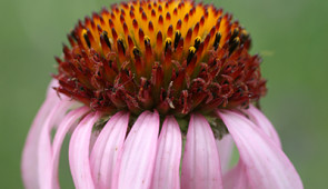 In most years, flowering Echinacea plants are not well pollinated and produce few seeds. Right after a prescribed burn, however, plants flower, get well pollinated and produce many seeds. Credit: Gretel Kiefer