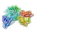 This newly mapped coronavirus protein, called Nsp15, helps the virus replicate.