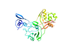 This newly mapped coronavirus protein, called Nsp15, helps the virus replicate.