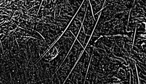 Close-up image of a criss-crossed cluster of magnetic filaments.