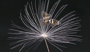 Human-made structure with its bio-inspiration: Microflier sitting on a dandelion puff
